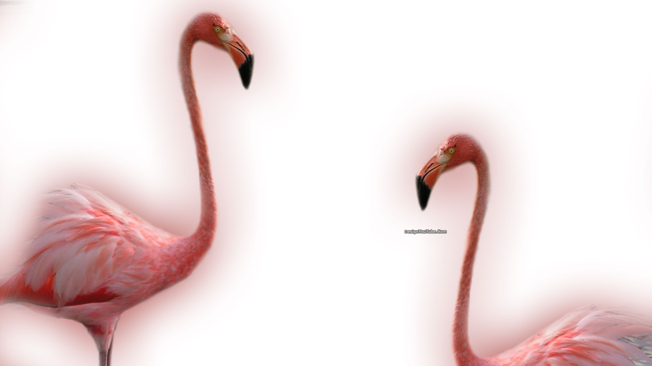 Flamingo Youtube Picture