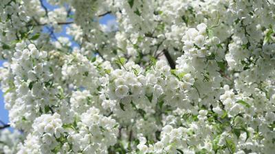 White Flowers